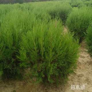 高度100厘米侧柏