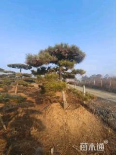 15公分造型黑松