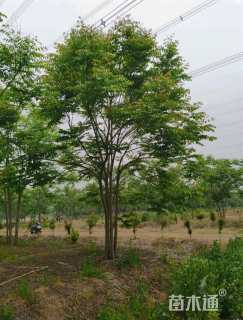 8公分(4杆)丛生栾树