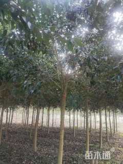 10公分大叶女贞