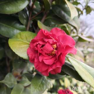 高度250厘米茶花