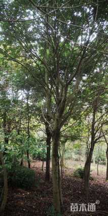 20公分红果冬青