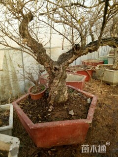 高度30厘米石榴