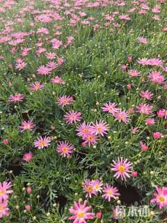 高度20厘米玛格丽特花