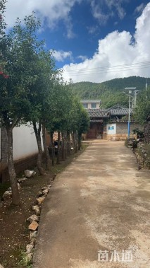 高度180厘米冬青卫矛