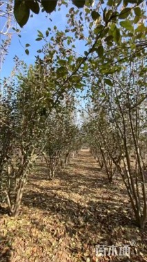 高度400厘米丛生西府海棠