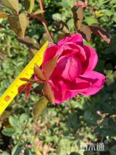 高度40厘米品种月季