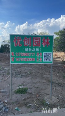 30公分小叶紫薇