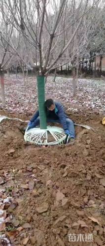 22公分日本晚樱