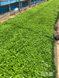 高度14厘米桔梗花