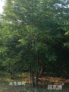 25公分朴树