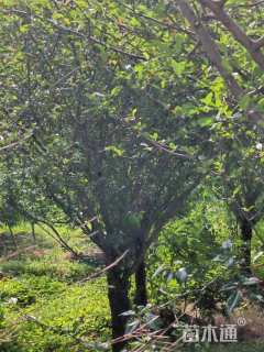 12公分垂丝海棠