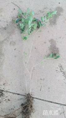 高度50厘米水蜡