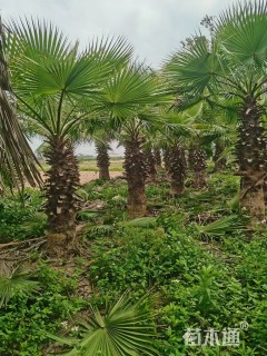 裸干高300厘米华棕