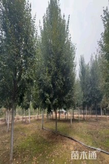 15公分欧洲小叶椴