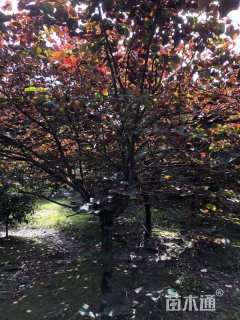 13公分紫叶紫荆