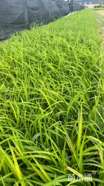 高度20厘米萱草