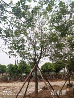 12公分黄花风铃木