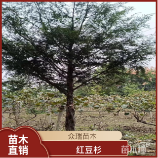 12公分红豆杉