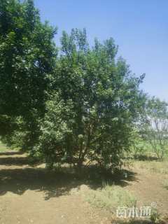 高度750厘米丛生五角枫