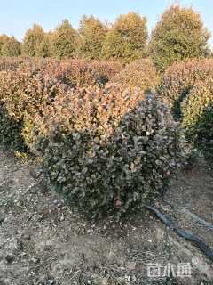 冠幅120厘米卫矛球