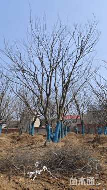 60公分(4杆)丛生朴树