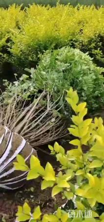 冠幅200厘米金森女贞球