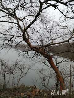 18公分造型榔榆