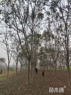 20公分黄山栾树