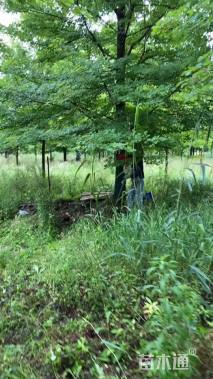 25公分美国红枫