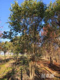 10公分丛生女贞