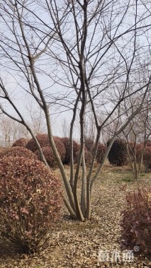 8公分(5杆)丛生朴树