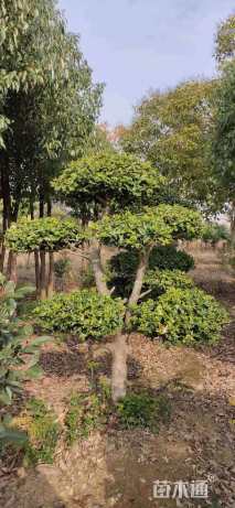 10公分造型榆树