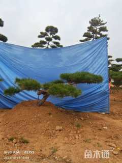 12公分造型赤松