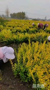 高度50厘米金叶女贞