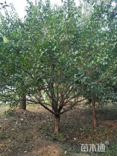 高度300厘米金银木