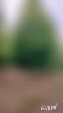 高度1200厘米丝兰