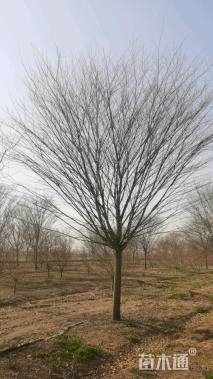 20公分朴树