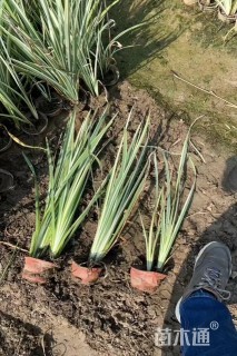 高度30厘米紫鸢尾