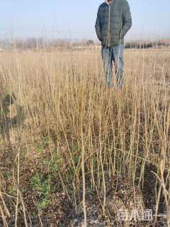 高度50厘米紫穗槐