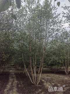 高度800厘米丛生河桦