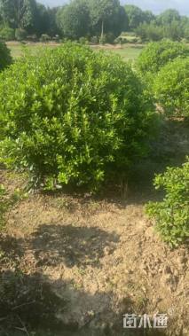 冠幅300厘米海桐球