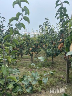 高度1000厘米晚秋黄梨