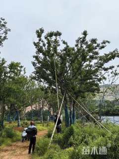 65公分(4杆)丛生朴树