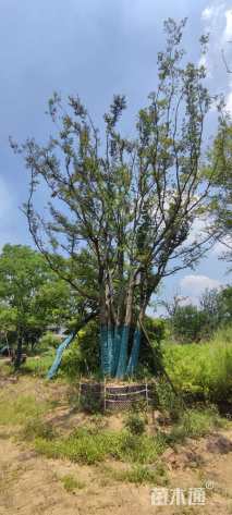 75公分(5杆)丛生朴树