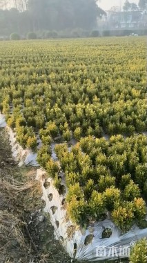 高度40厘米小叶黄杨