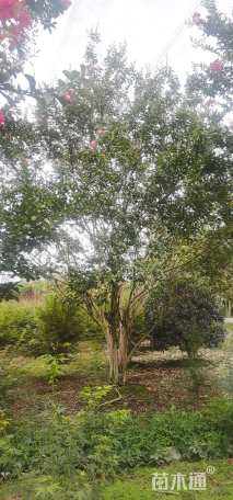 高度650厘米丛生紫薇