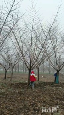 20公分嫁接银杏