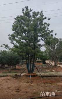 15公分(4杆)丛生香樟