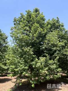 18公分美国红枫-秋火焰